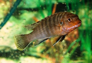 Labidochromis maculicauda 'Puulu'